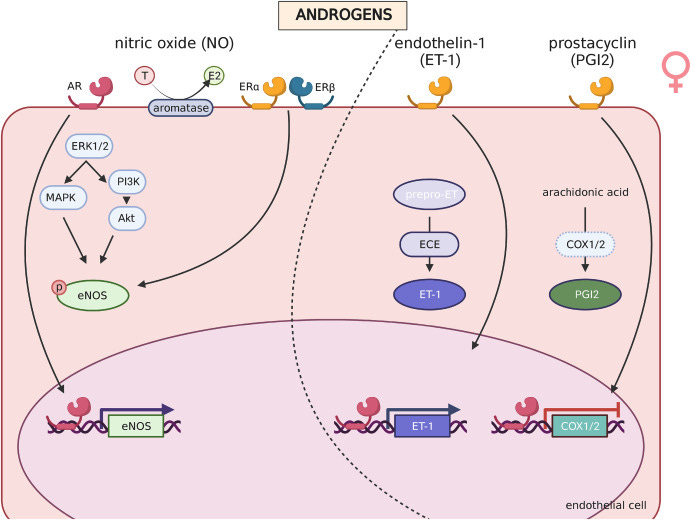 Estrogen-coupled ion channels, involved in immediate effects