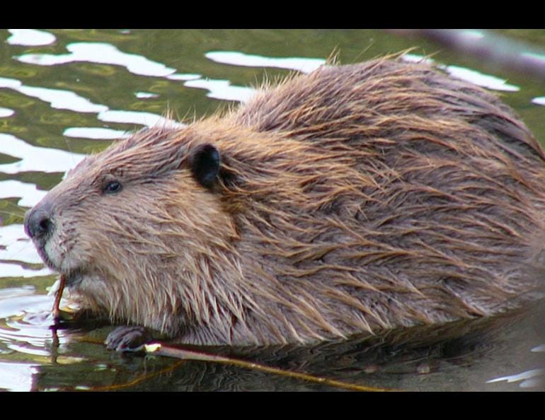 Beavers not always to blame for fever | Geophysical Institute
