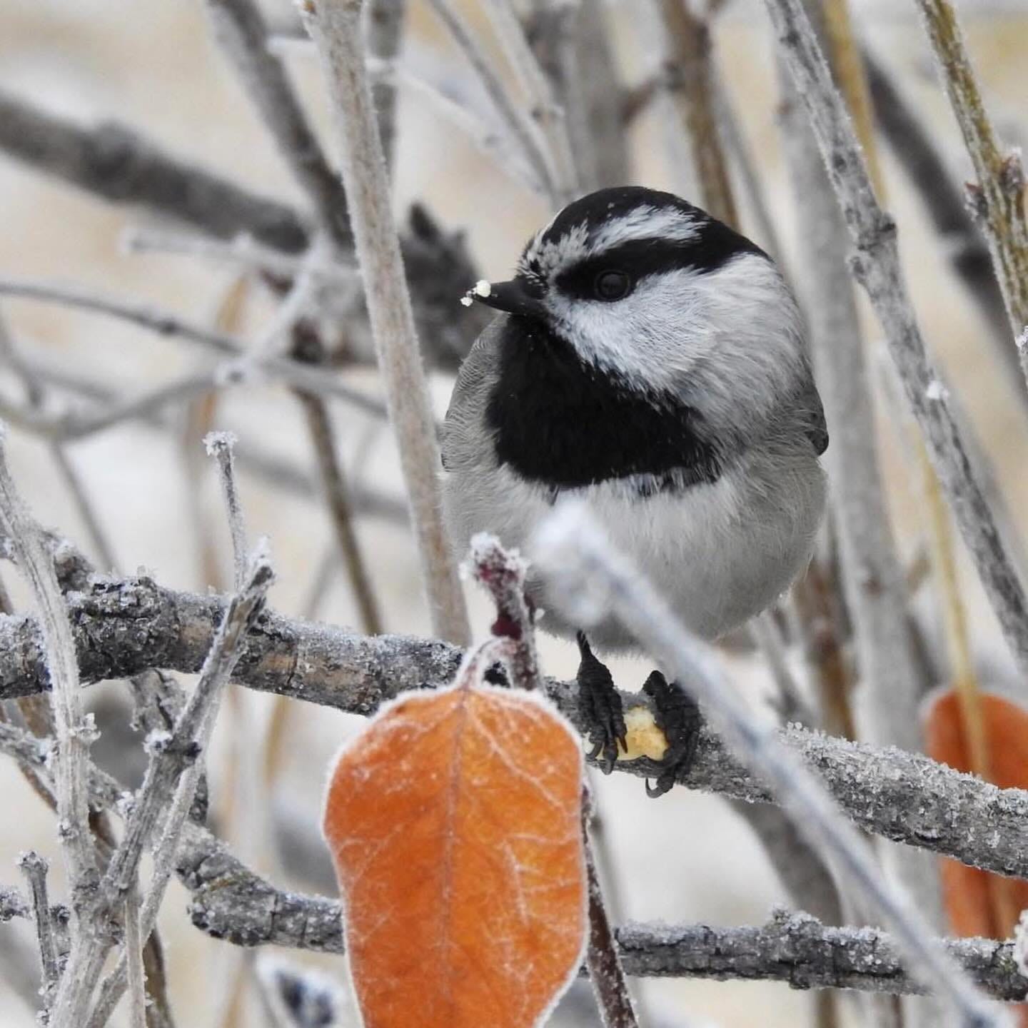 May be an image of bird