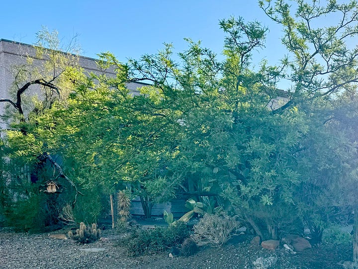 Mojave and Sonoran plants in a home front garden