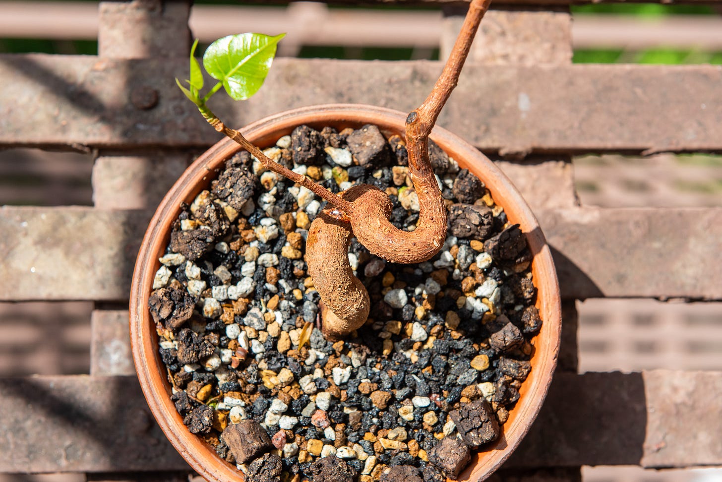 ID: Ficus religiosa bonsai