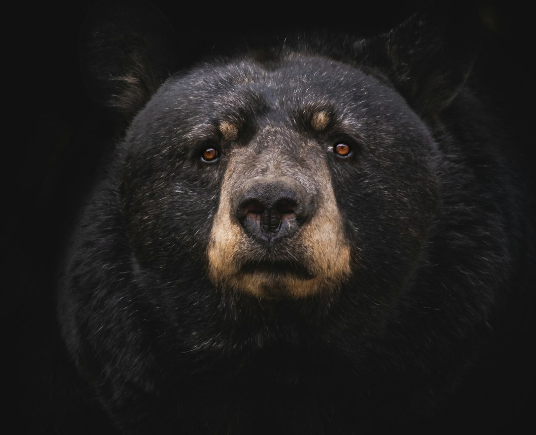 black bear on brown wooden tree branch black bear on brown wooden tree branch