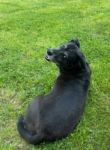 Black dog on grass, looking back at camera