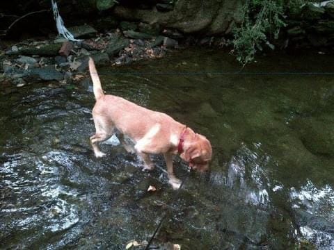 a yellow labrador steps into a rushing stream