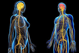 What is Nervous System Dysregulation ...