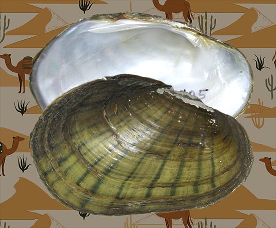 A yellow and green freshwater mussel shell on a camel-themed background