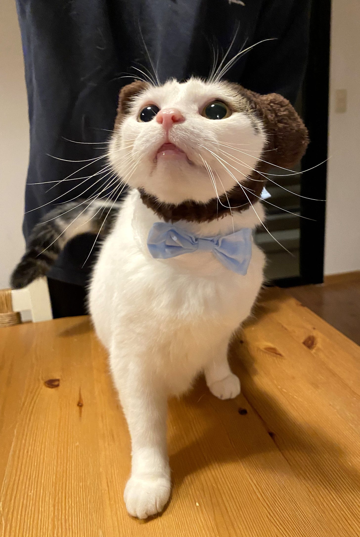 Bailey, a white cat with big green eyes and a grey and black ringed tail, looks up inquisitively while wearing an Ewok costume ear band and a blue bow tie. His curious expression and playful outfit give him a charming, whimsical look. Bailey, a white cat with big green eyes and a grey and black ringed tail, looks up inquisitively while wearing an Ewok costume ear band and a blue bow tie. His curious expression and playful outfit give him a charming, whimsical look.