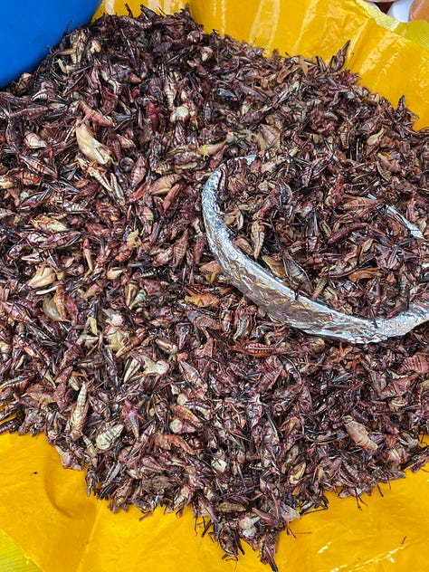 Three images showing foraged ingredients. One image shows juniper branches, and the two others show roasted grasshoppers.