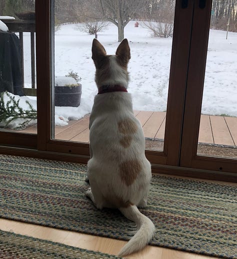 a red bird feeder hanging from a tree, a dog looking out a sliding glass door, a drawing of a green bird feeder