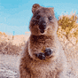 asmallmacropod 🐨's avatar