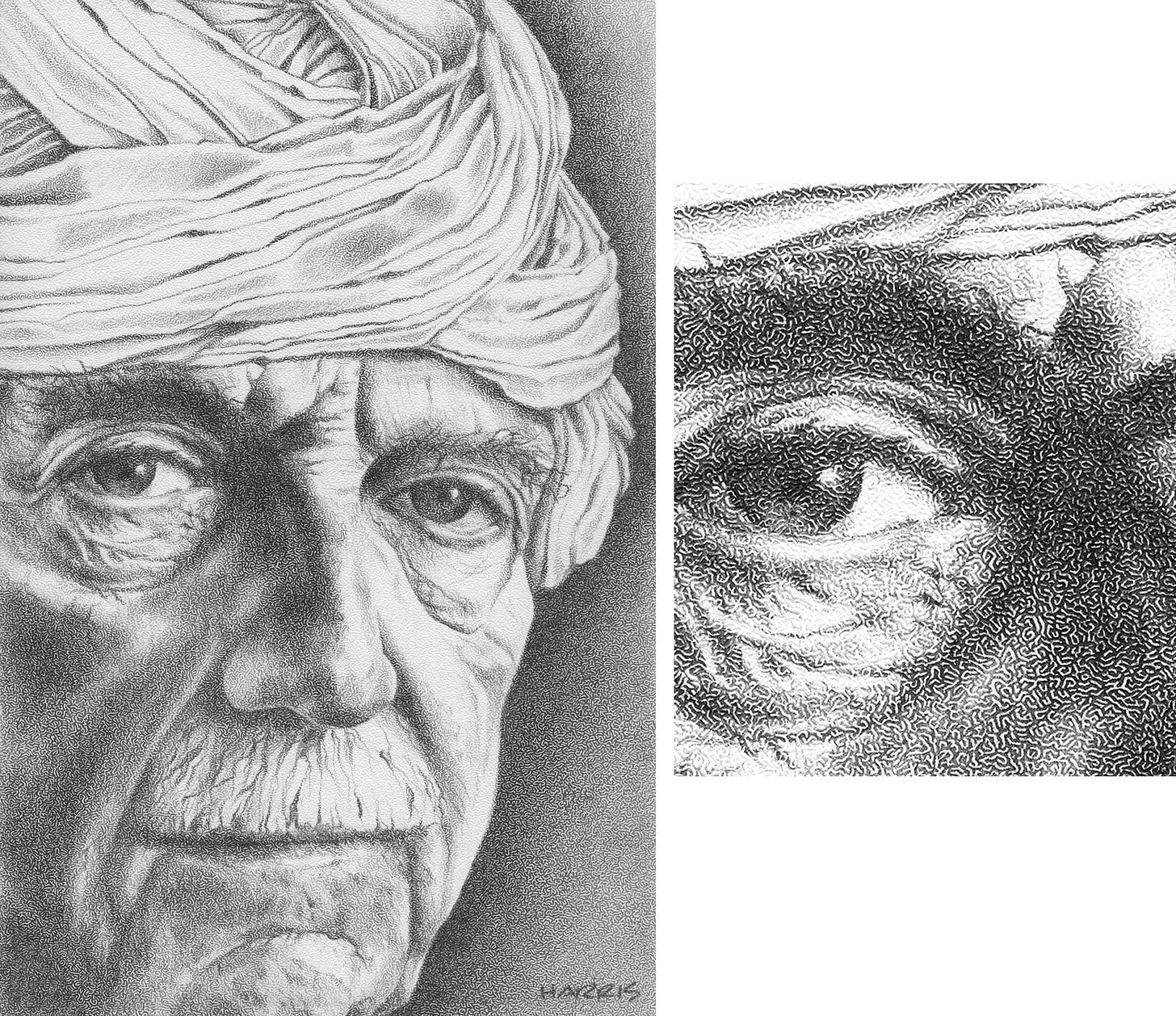 Sage, graphite on coquille board, Pamela Harris