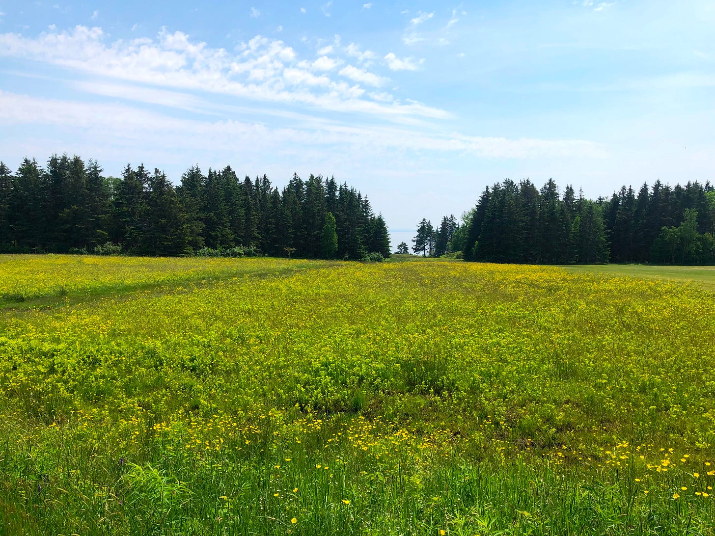 a green meadow with yellow flowers is in the foreground, while a forest is in the background under blue skies with light clouds. a green meadow with yellow flowers is in the foreground, while a forest is in the background under blue skies with light clouds.