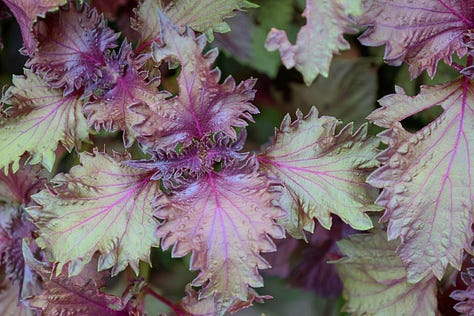 red shiso plants