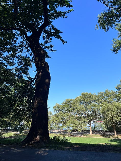 Three images: A large Oak Tree, a crosswalk with a bird's nest on top of it, and a flower garden either obscuring or framing the apartment buildings across the street.