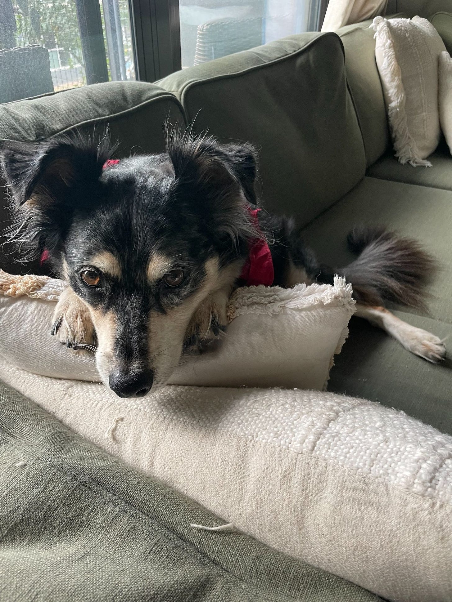 Author's dog laying on pillows on a green couch