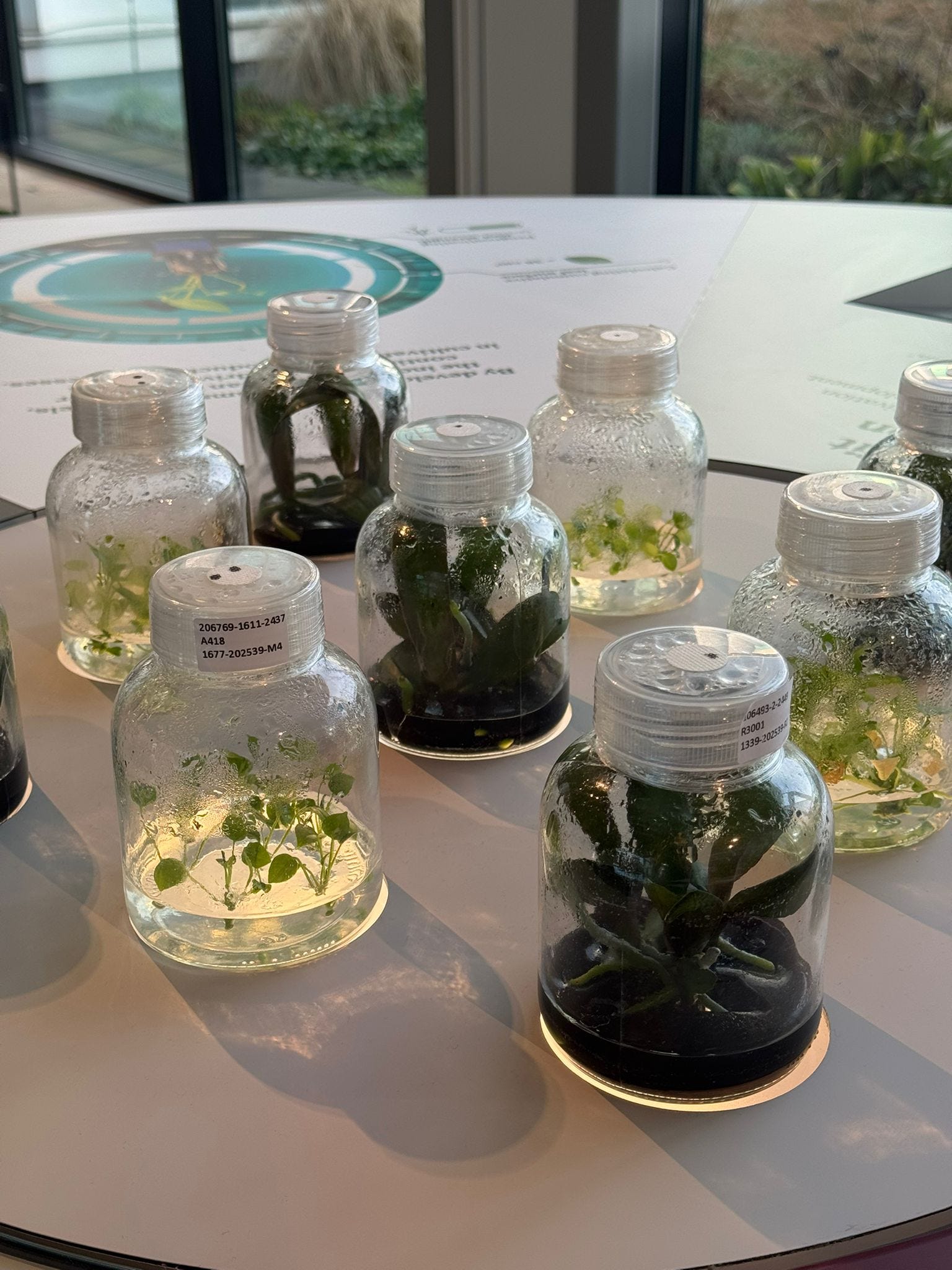 Anthura: Shaping the future of anthurium and orchid breeding