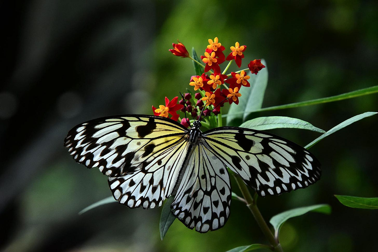 A black and white butterfly on tiny red and orange flowers