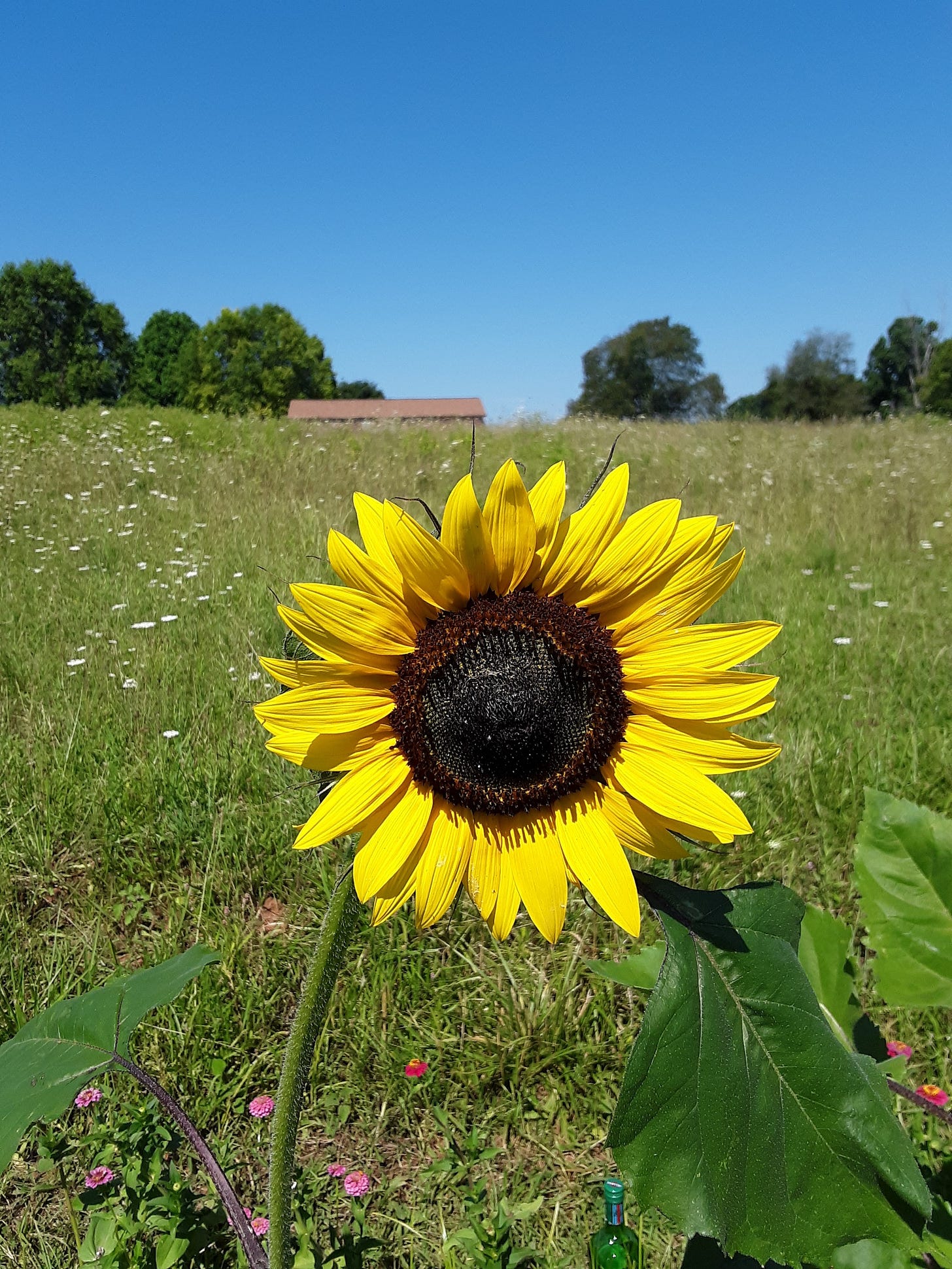 Head of a sunflower on a summer day, with field and blue sky in the background.