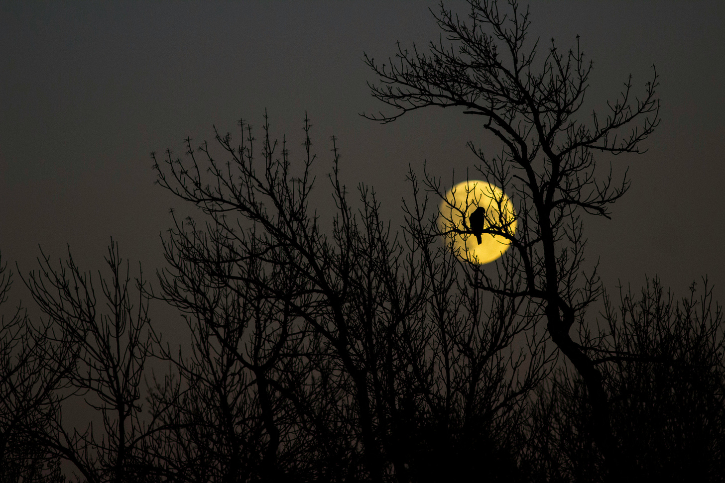 Silhouette of bare trees with a lone bird perched against a large golden full moon in a dusk sky Silhouette of bare trees with a lone bird perched against a large golden full moon in a dusk sky