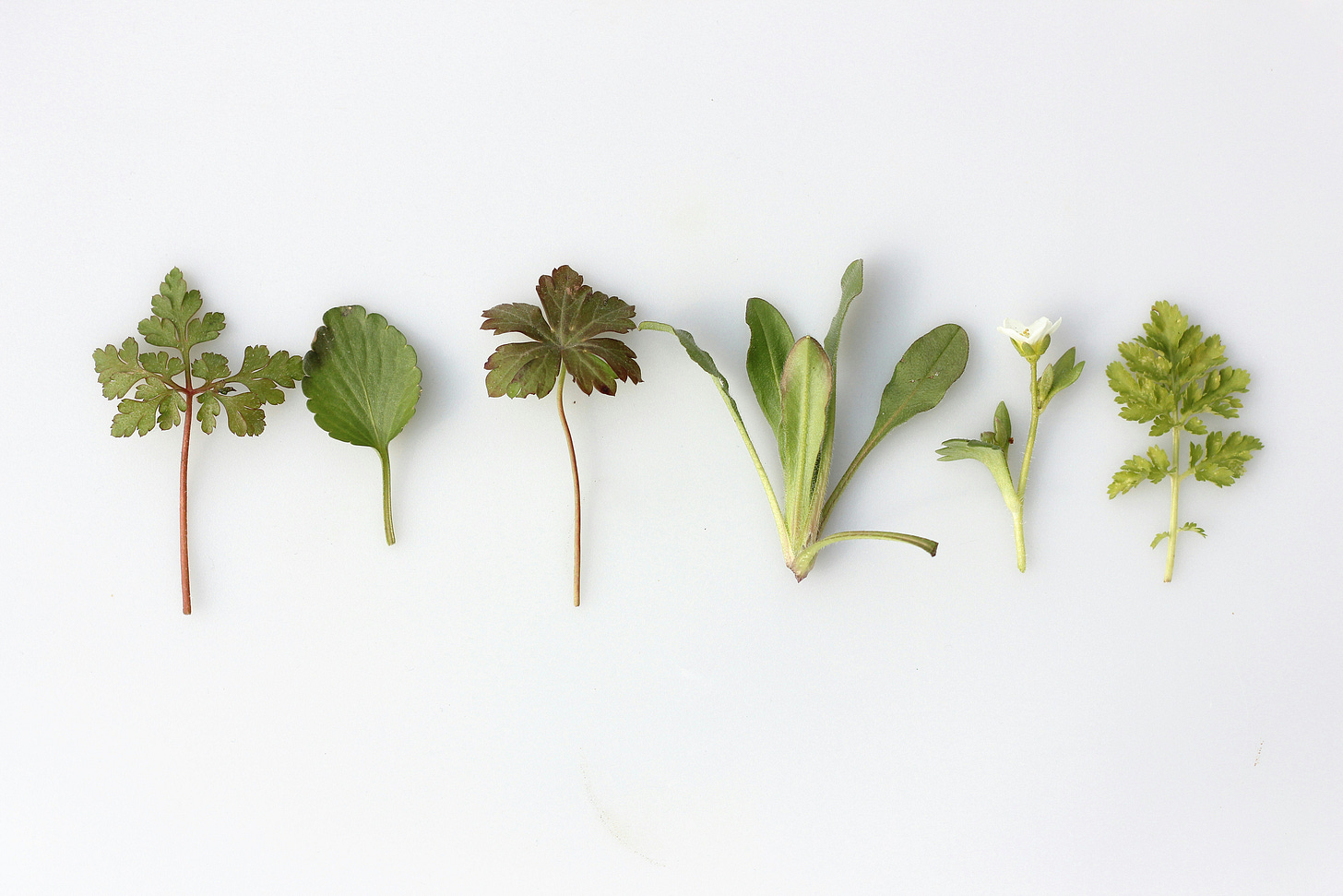six herb plants side side-by-side on a white table six herb plants side side-by-side on a white table