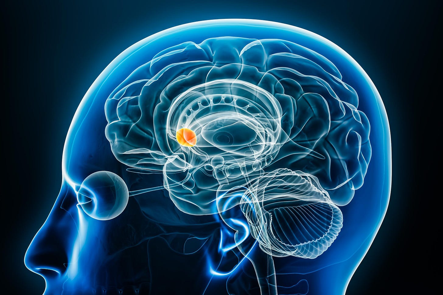 In a first, human study shows how dopamine teaches our brain new tricks