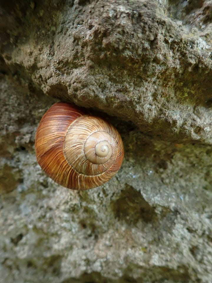 Castle courtyard and nature