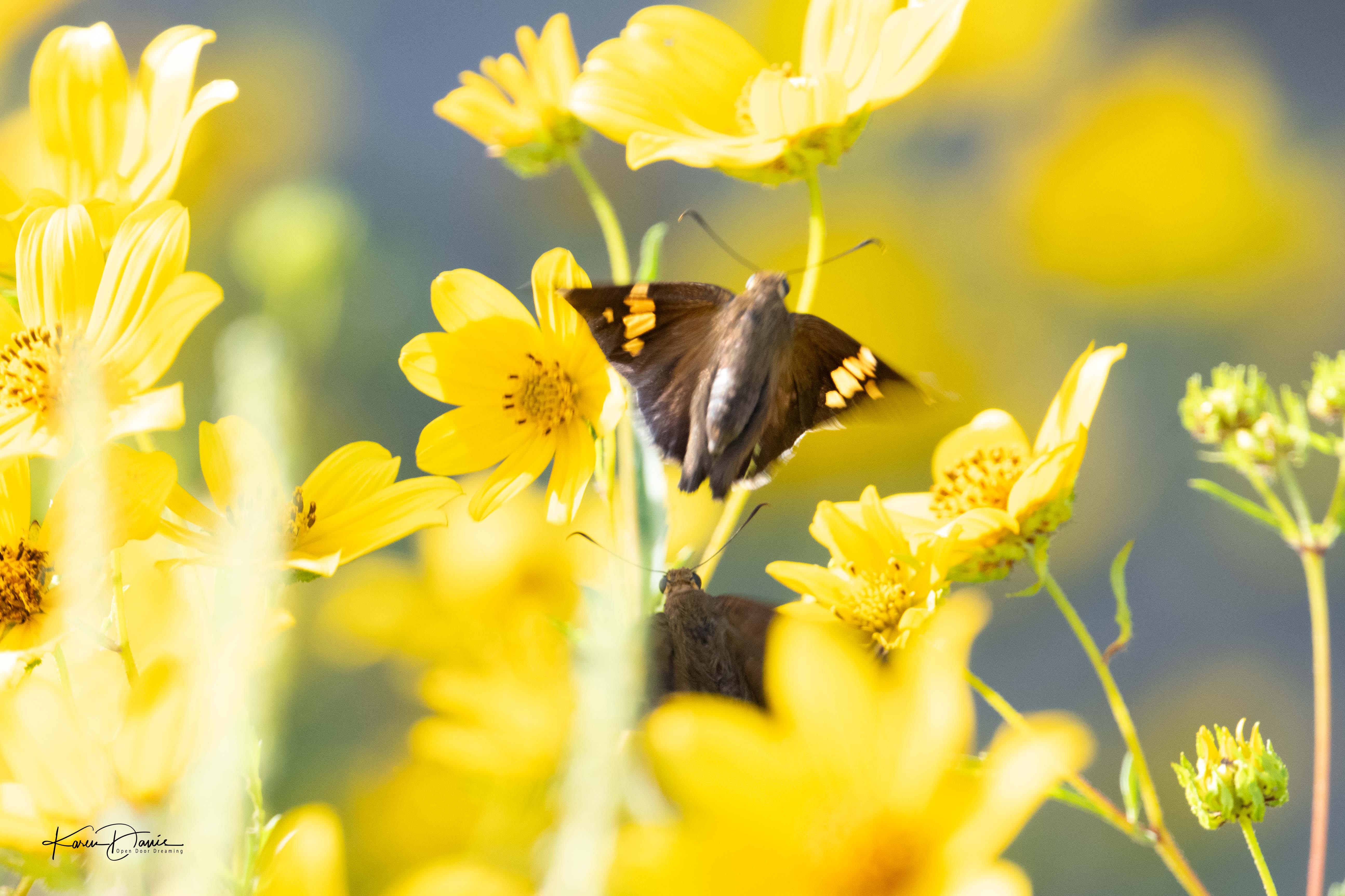 Butterfly Dance - by Karen Davis - Life in the Real World