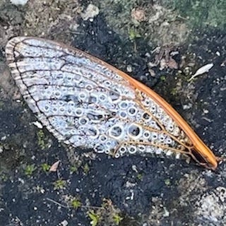 Out Standing In My Field