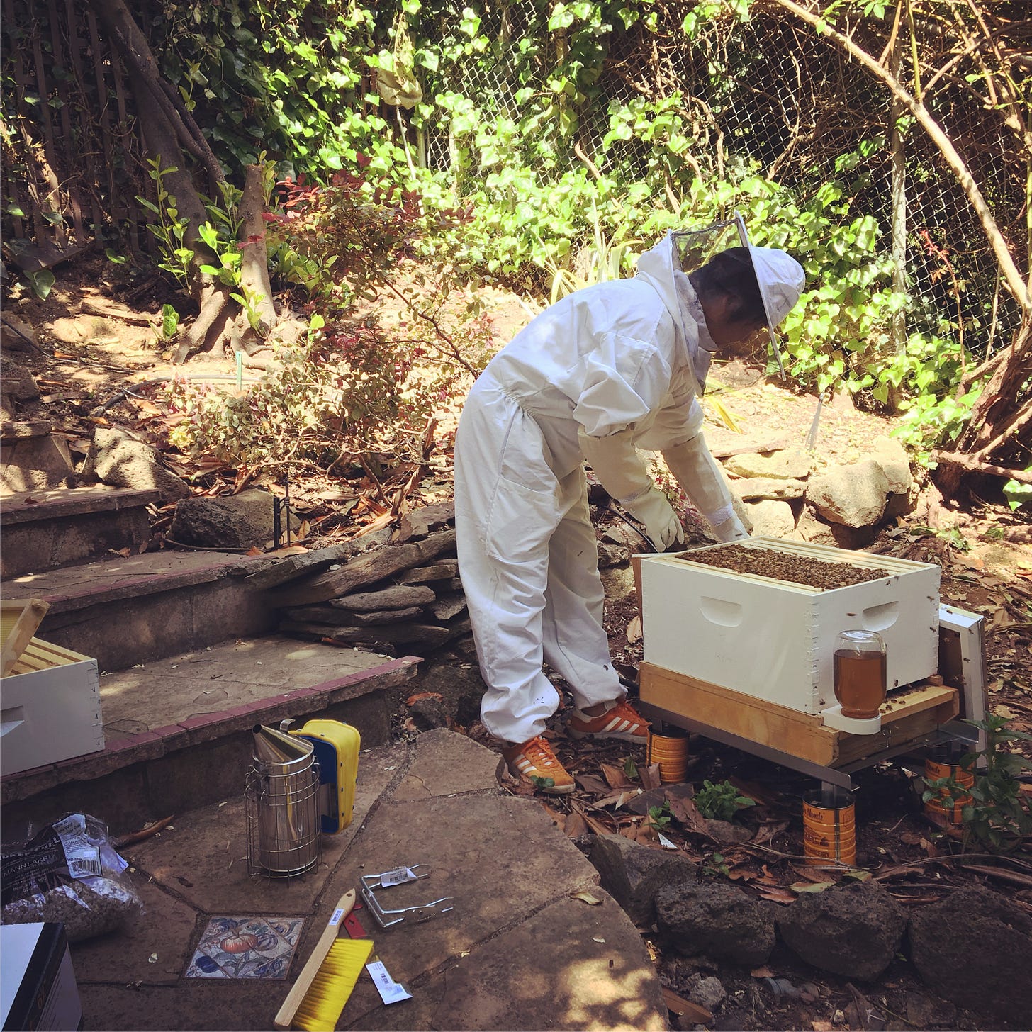 picture of a beekeeper (me!) in bee suit opening a new nucleus of bees for the first time. there are bees clumped together in 5 frames at the top of the open box and i am bending down to examine the hive.