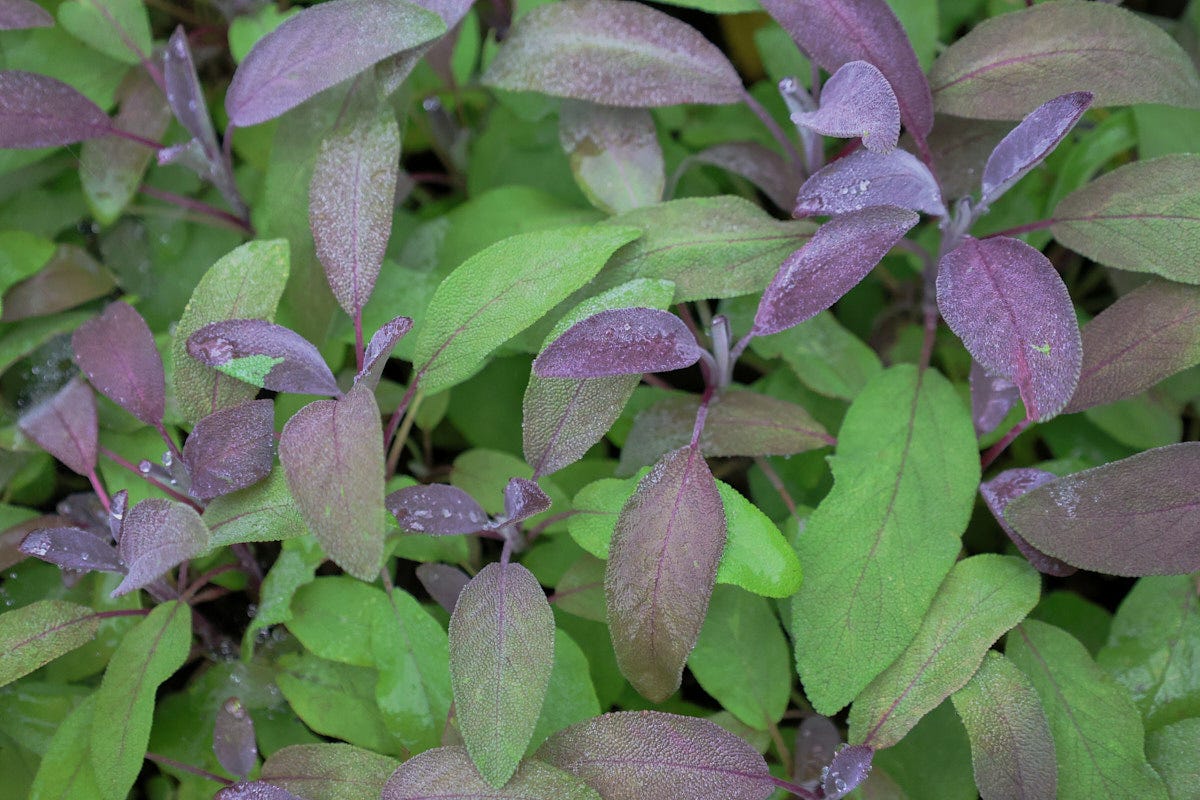 purple sage plants