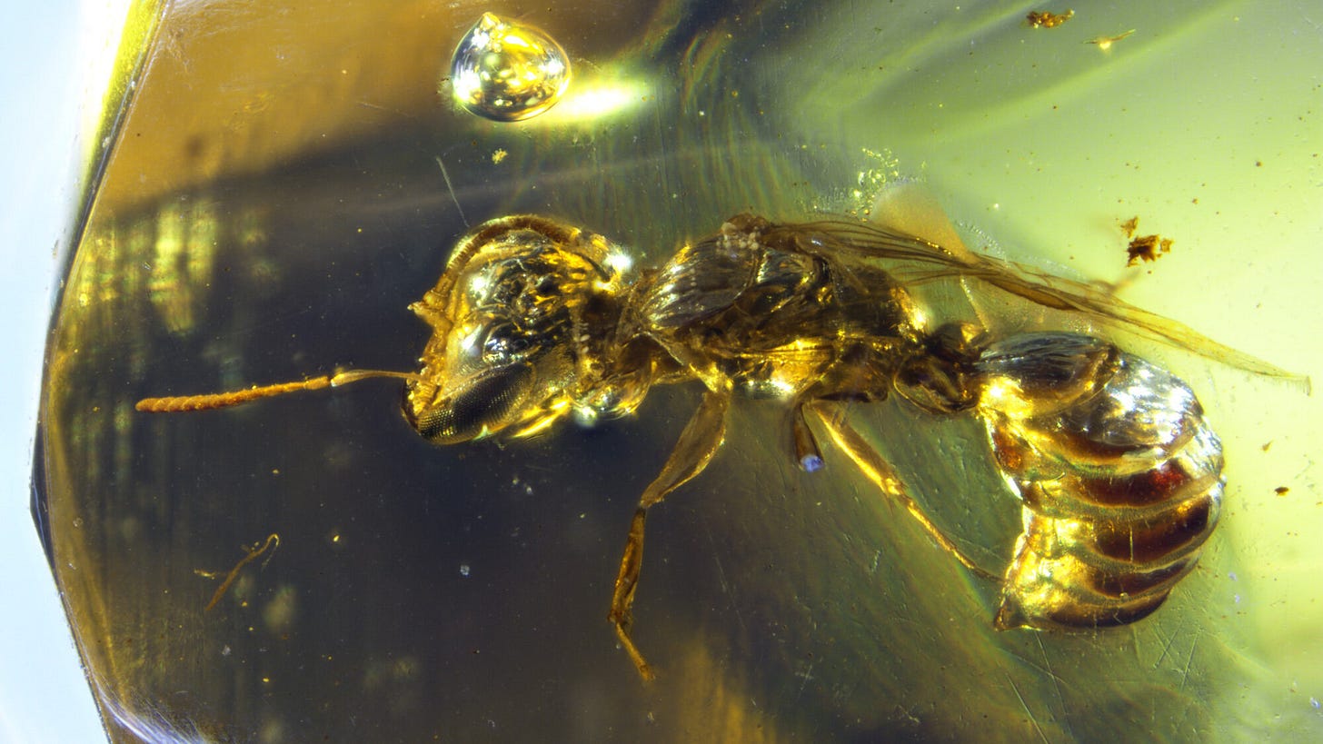 Pemphredonine wasp in amber from Myanmar.