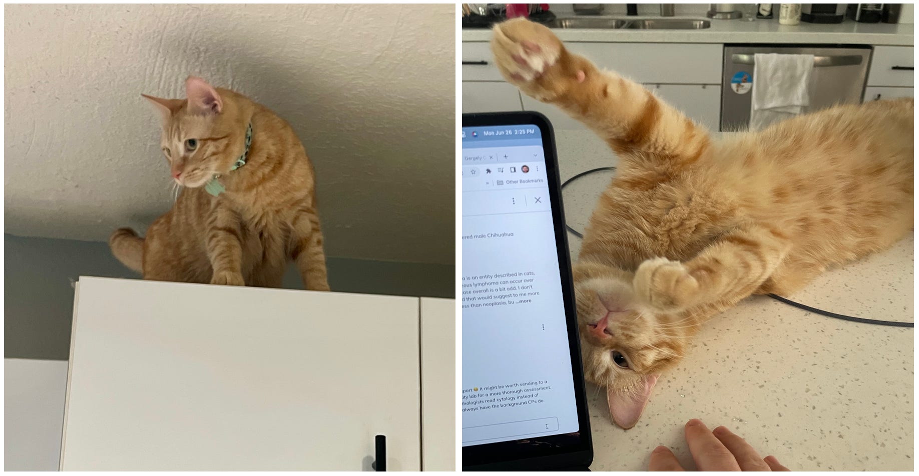 Crazy Orange Cats - by Eric Fish, DVM