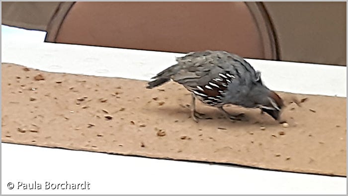 Quincy the Gambel’s Quail running and discovering Quail treats laid out for him by Arizona-Sonora Desert Museum staff Quincy the Gambel’s Quail running and discovering Quail treats laid out for him by Arizona-Sonora Desert Museum staff