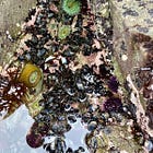 An Ecological Primer on Improving Performance