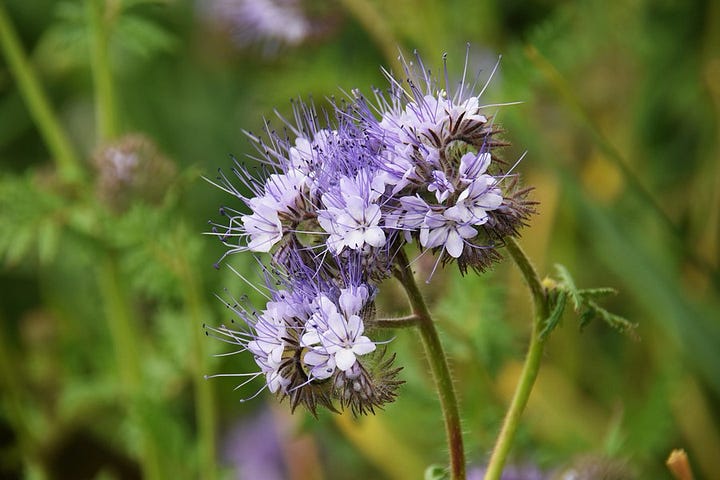 images of green manures, mustard, phacelia, alfalfa & buckwheat