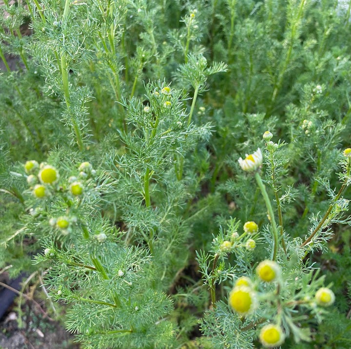 Chamomile overwintering, and budding in April