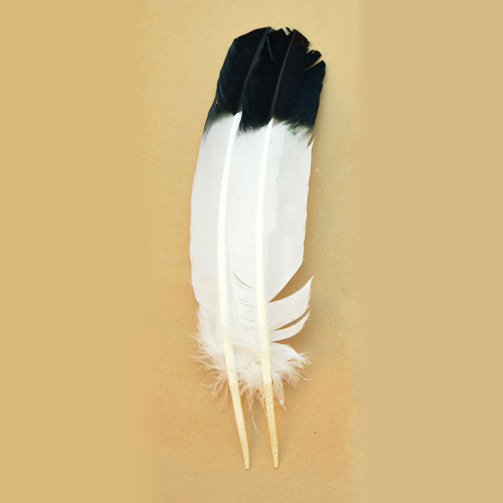 two turkey feathers dyed to look like eagle feathers on a gold background two turkey feathers dyed to look like eagle feathers on a gold background