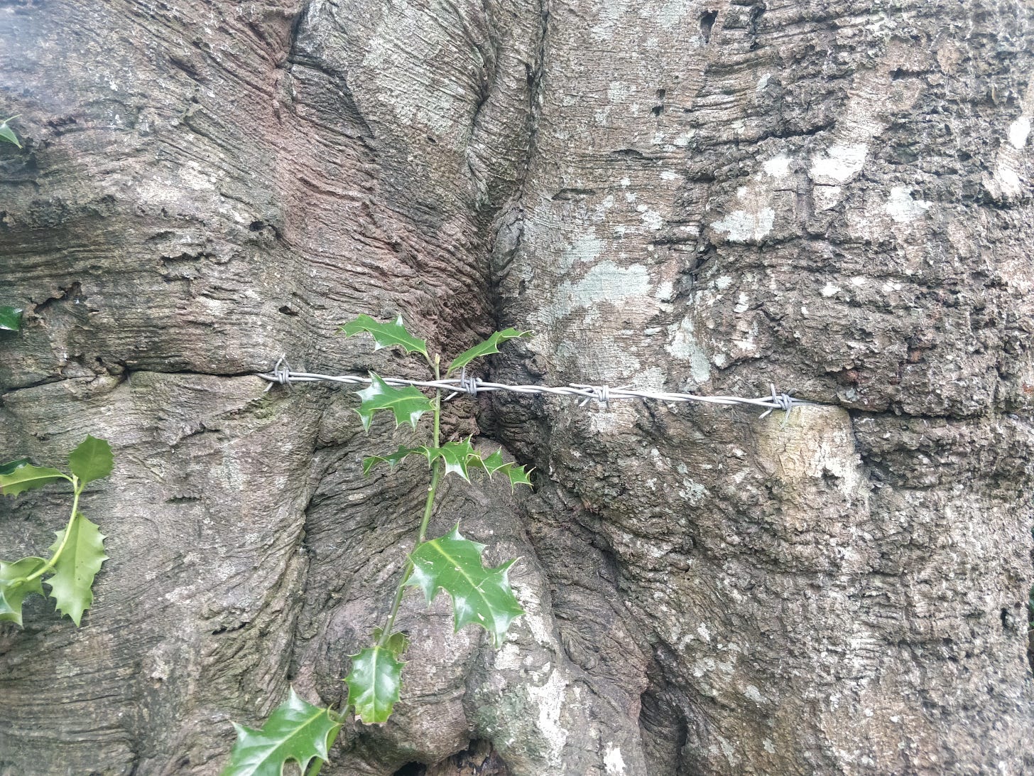 Barbed wire absorbed into the bark of a living tree with new holly leaves growing around it