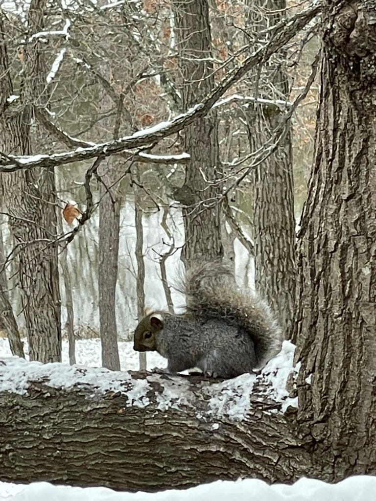 A squirrel sitting on a tree branch in the snow

Description automatically generated