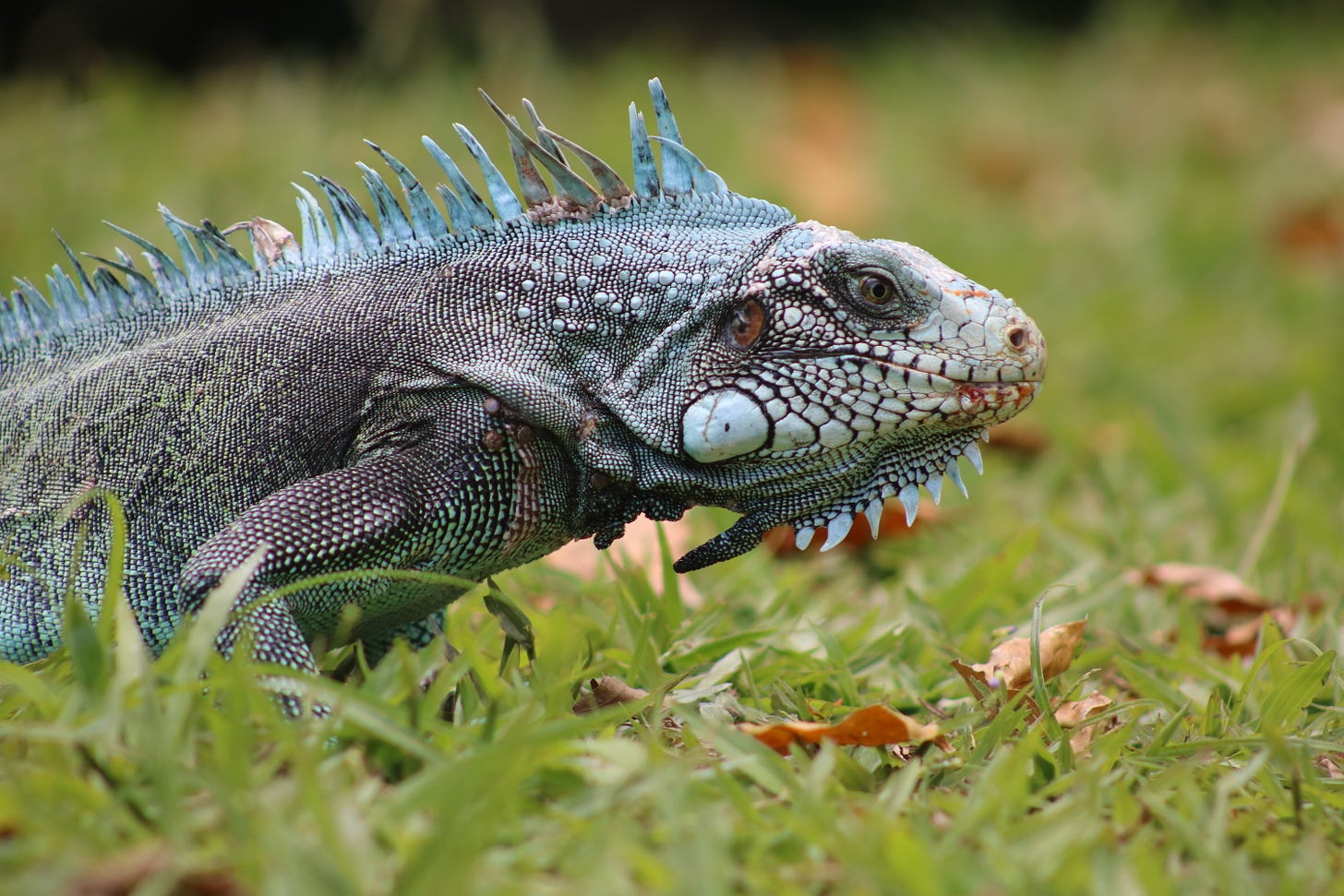 belém, mangal das garças