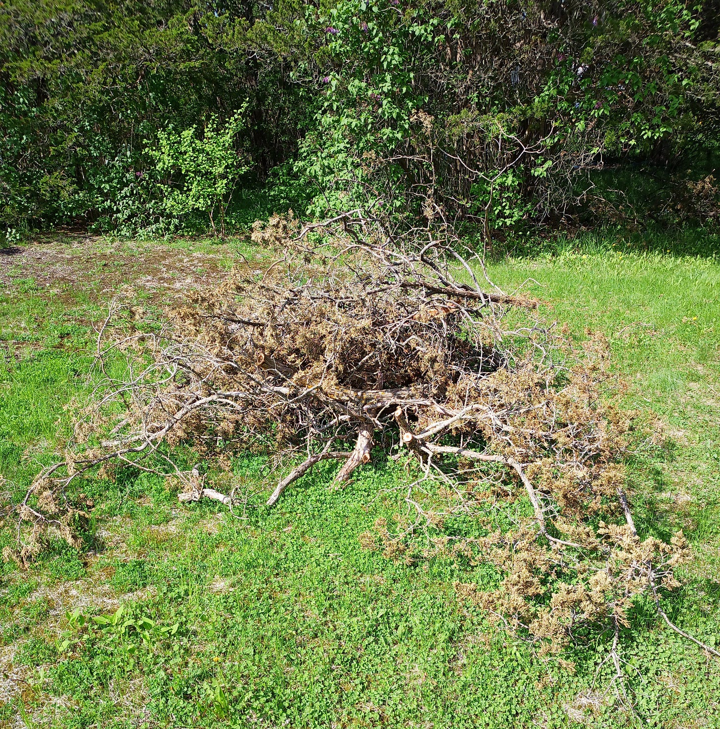 A pile of branches from a cedar tree, cut up into sections ranging from 2m to 3m in length.
