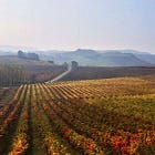 Is Grignolino The New Nebbiolo?