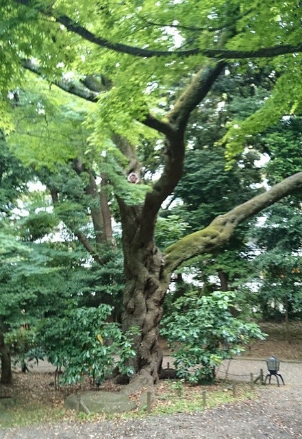 Kyu-Furukawa Garden Tree Kyu-Furukawa Garden Tree