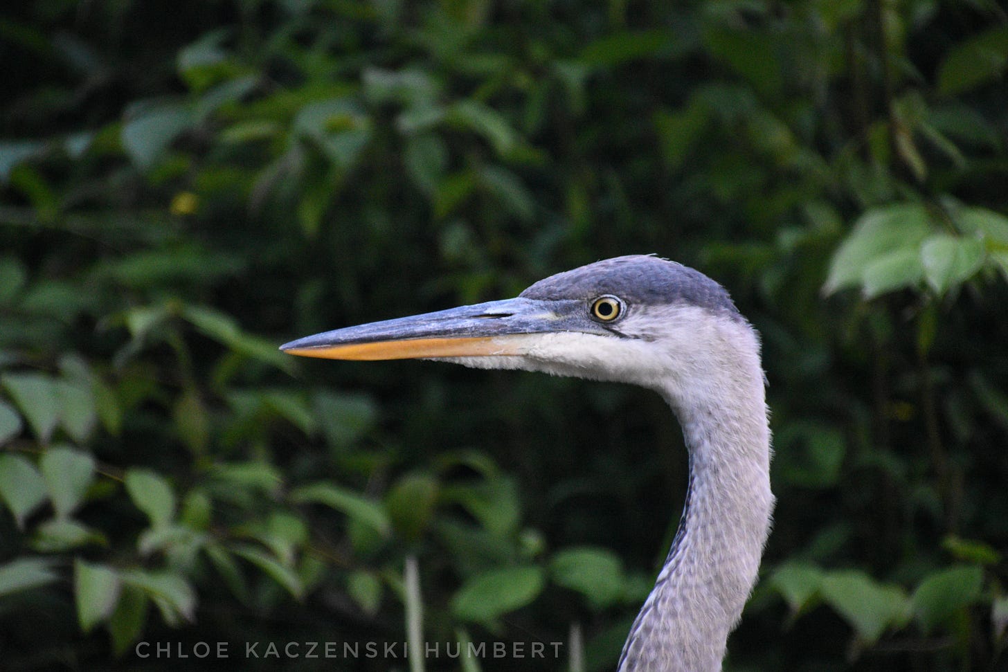 Heron at Lackawanna State Park, Pennsylvania. July 13, 2025. Photo by Chloe Kaczenski Humbert