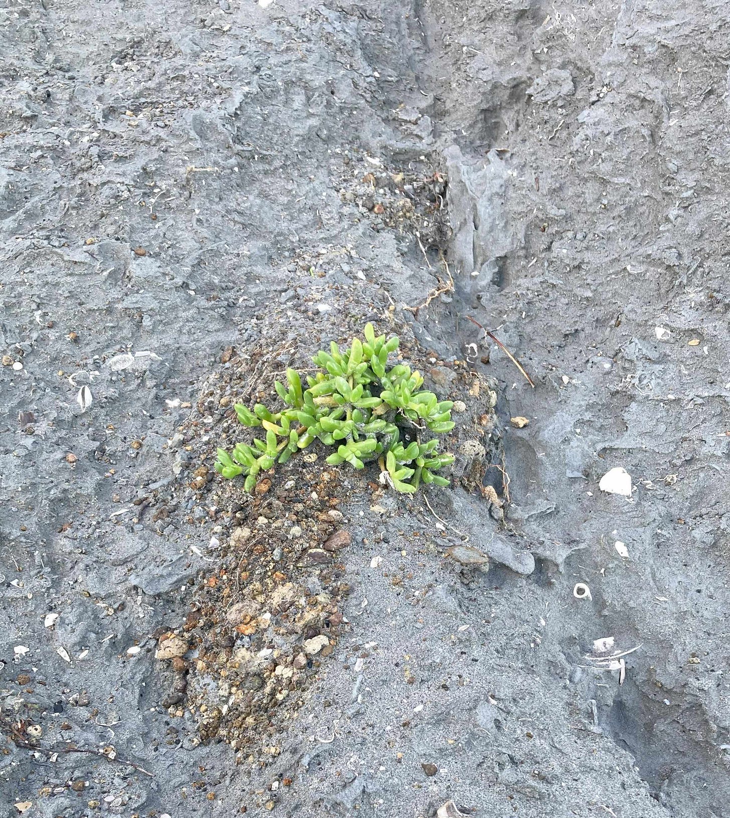 Photo of succulent green plant on eroding grey rock