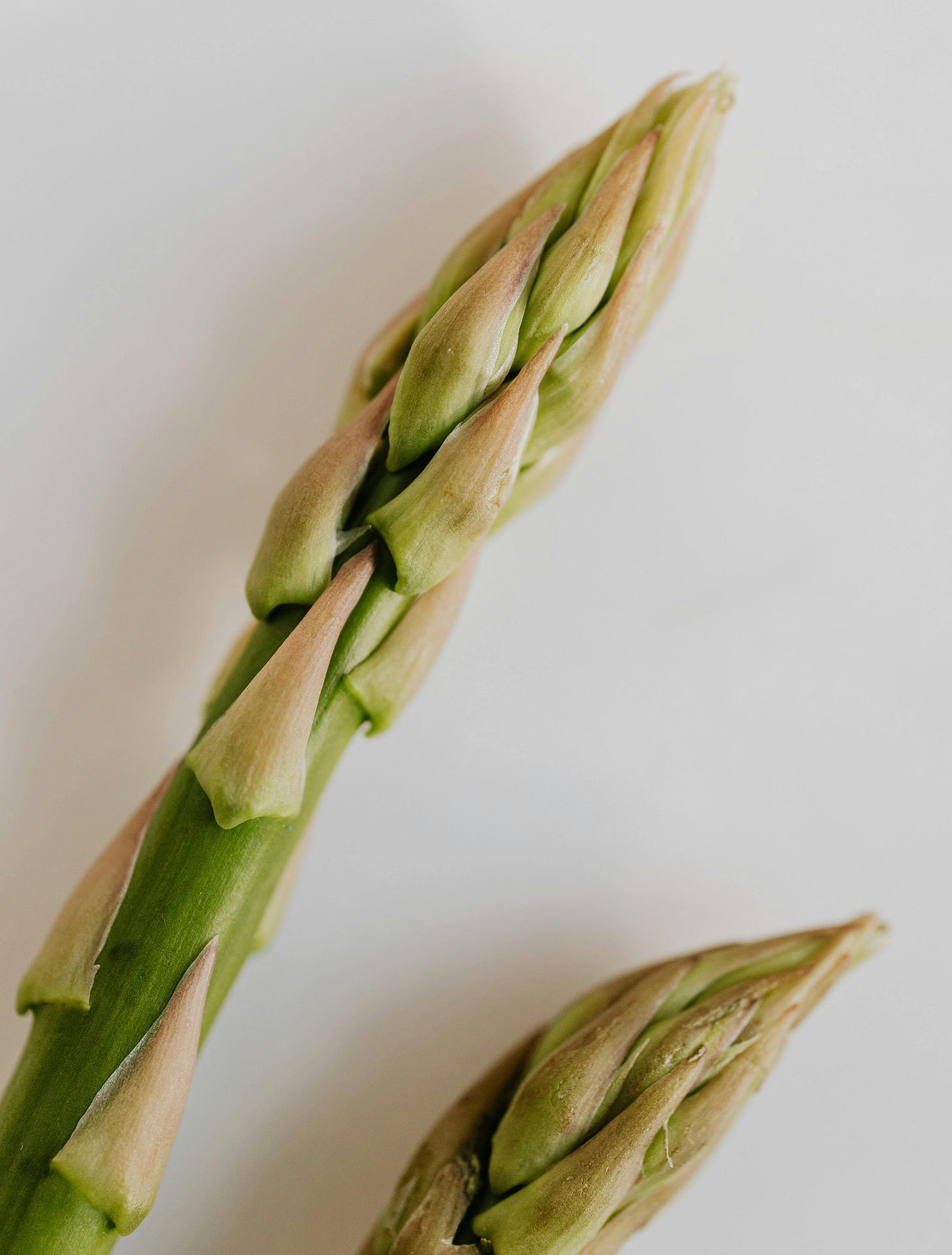 two asparagus spears