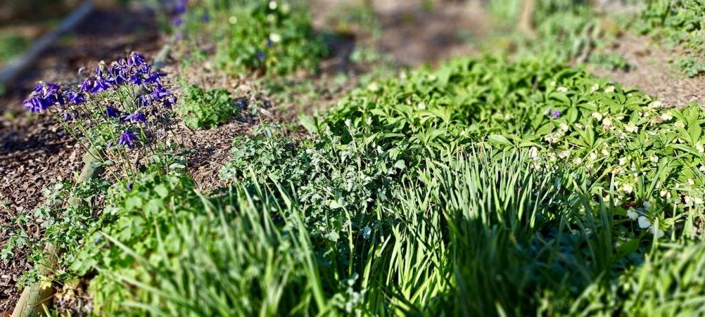 Margaret's floral garden