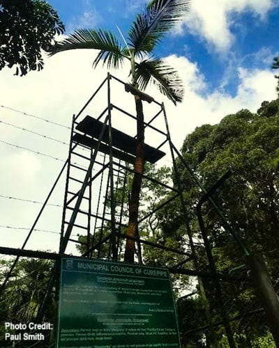In a garden, a palm tree is enclosed in a barbed wire fence to prevent interference.