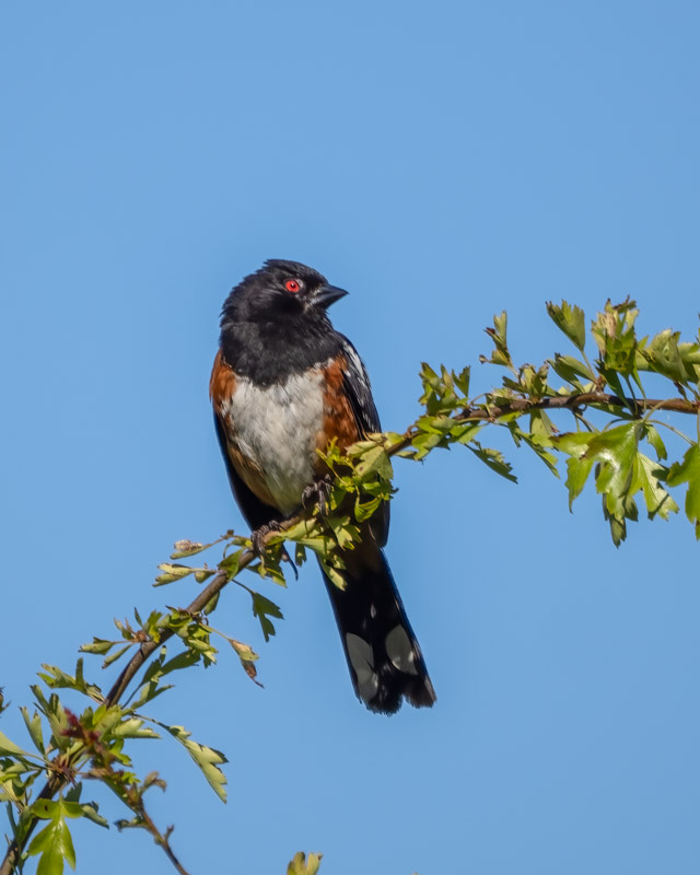 20250610-SJI3-166-Edit.jpg 20250610-SJI3-166-Edit.jpg