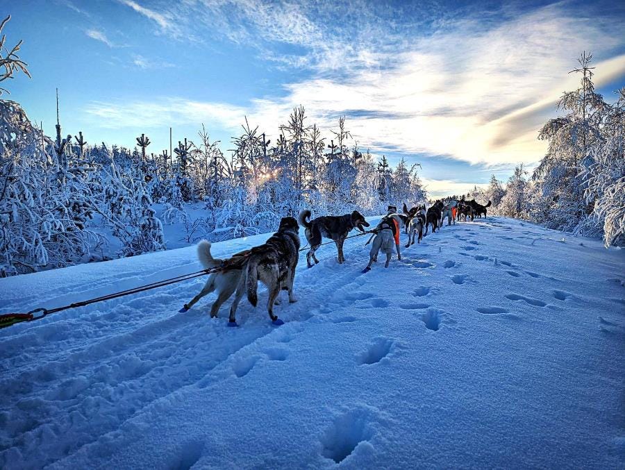 Volunteer with an Alaskan husky kennel in the north of Sweden